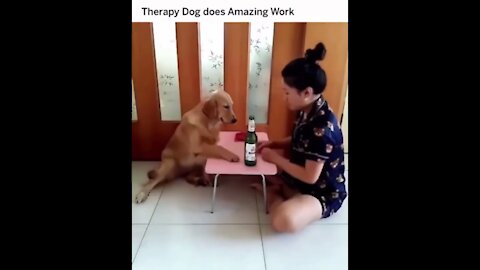 Dog reaction ||Respect Dogs _ They Know Hoomanity 😭😭 || Golden Retriever