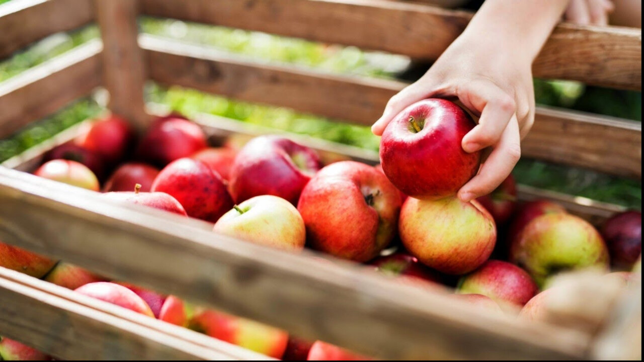 Autumn Apple Harvest Walk 🍂 Peaceful Farm Ambience for Unwinding