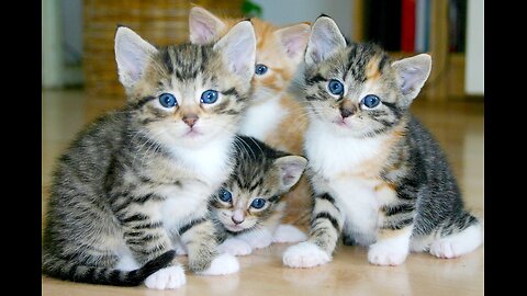 Kittens meowing (too much cuteness) - All talking at the same time!