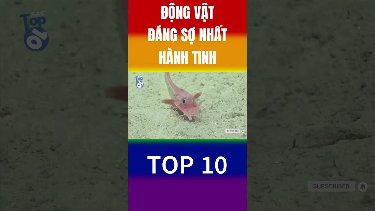 Động Vật Đáng Sợ Nhất Hành Tinh- cá Chim cổ đỏ bọc thép #shorts