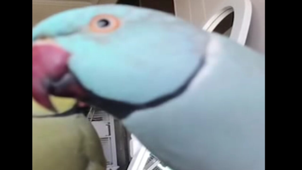 parrot looks at the camera in a funny way