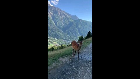 Kashmir