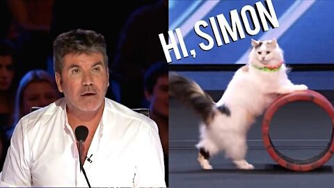 Cats! Talented Cats on American's Got Talent | Amazing Auditions.