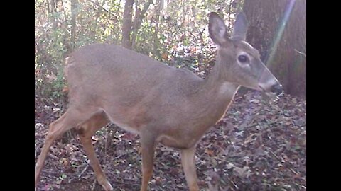 TrailCam With Deer and a Strange Creature