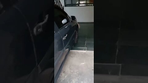 #dogshow , #animals , #dogs , #shorts