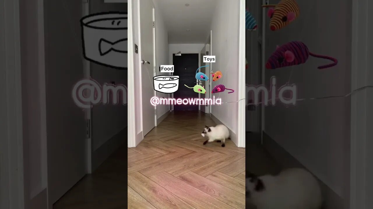 PLAYING CAT VIDEO MEAWWW