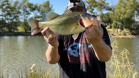 Bluegill Swimbait gets DESTROYED