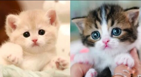 Most satisfying and cute cat 🐈 funny video 😺