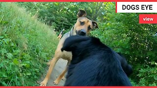 Meet the black Labrador who invites the internet to see things from her point of view