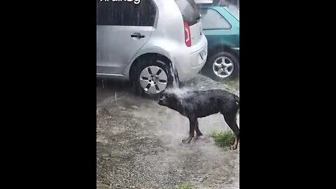 Rottweiler Enjoys a Rain Gutter Shower