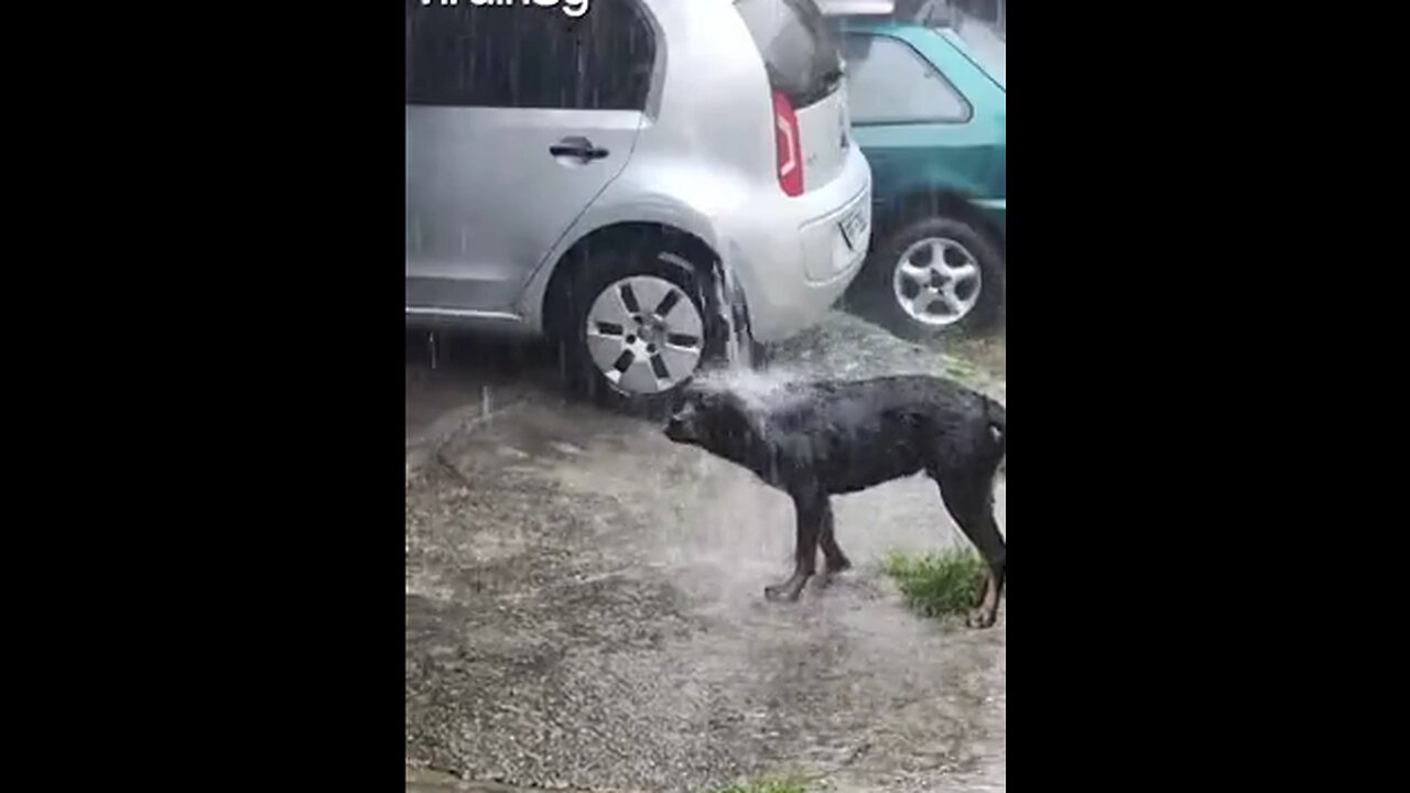 Rottweiler Enjoys a Rain Gutter Shower