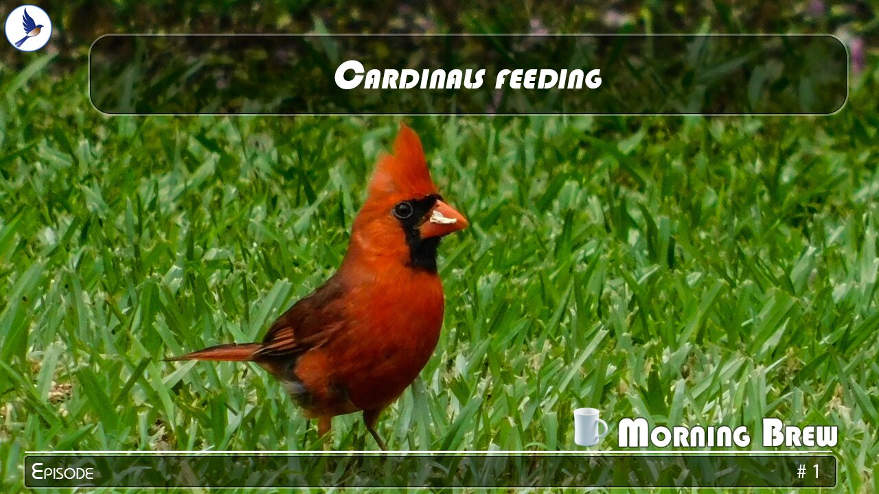 Cardinals feeding