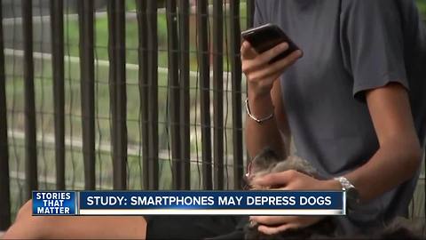 Study shows dogs may become depressed when owners use smartphones