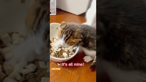 Cat not sharing #cat #cute #funnyanimals #funnyvideos #tiktok #adorable