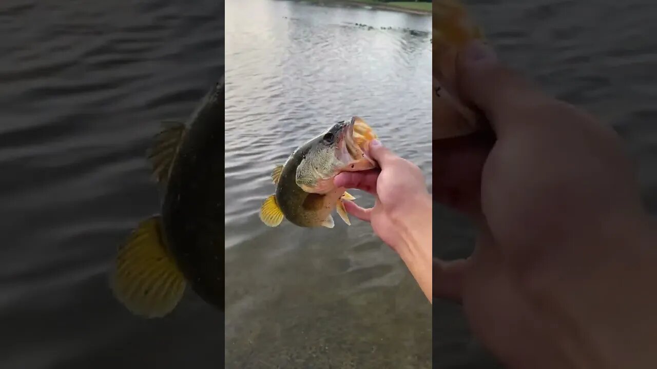 Pounder bass on culprit worm