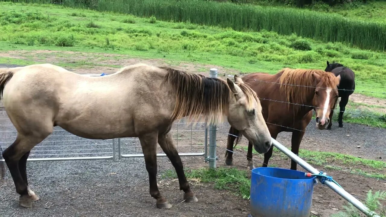 Update on Arthur the rescue horse, horse discipline and our grass