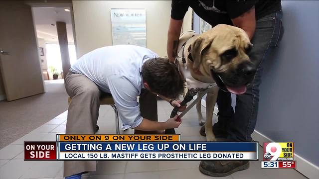 Moose's story: How a 150-pound English mastiff got a new leg on life