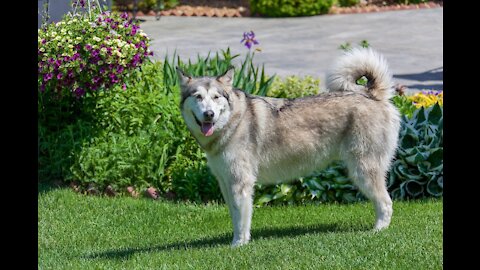 Cute Husky (Want to hug)