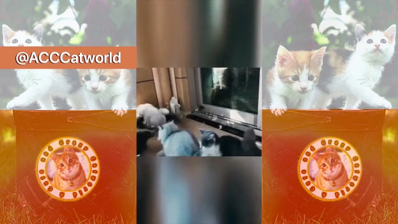 When Cats Take #MichaelJackson’s “Bad” Video TOO Literally! 😹 (#117) #Clips