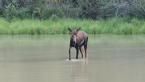 26 July Bullwinkle eating dinner