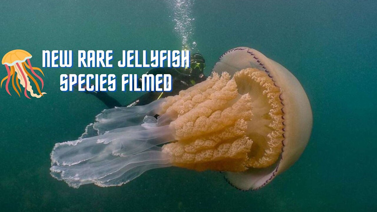 New rare jellyfish species filmed