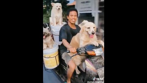 Funny cats and dogs funniest animals funny video of pets❤️🐶