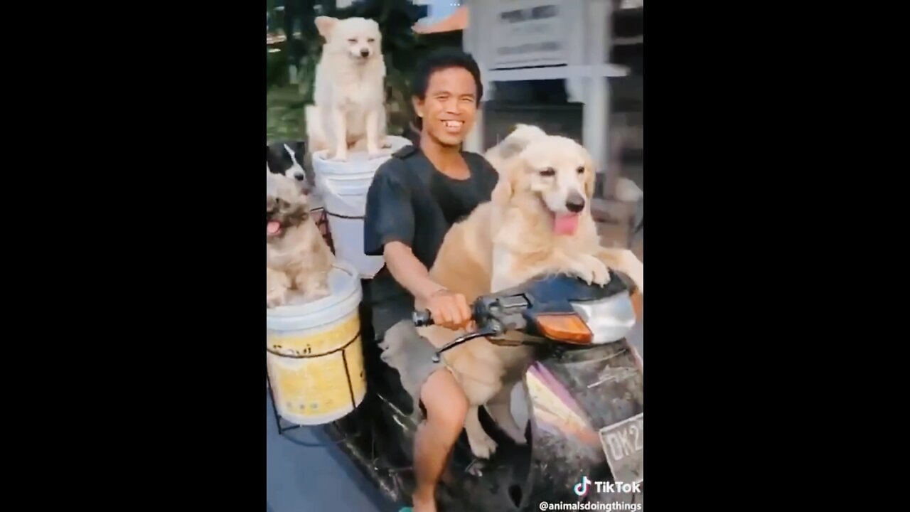 Funny cats and dogs funniest animals funny video of pets❤️🐶