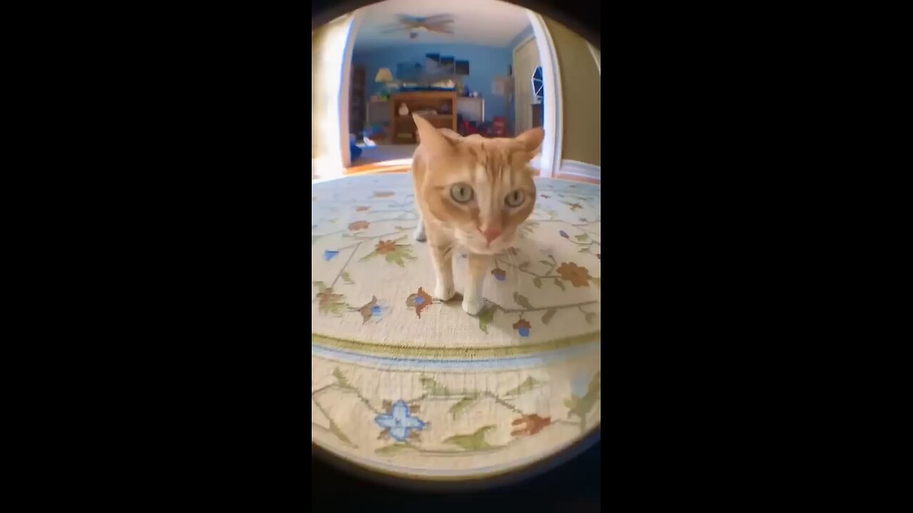funny animals part4