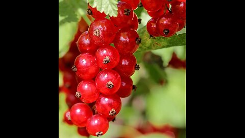 Health Benefits of Redcurrant