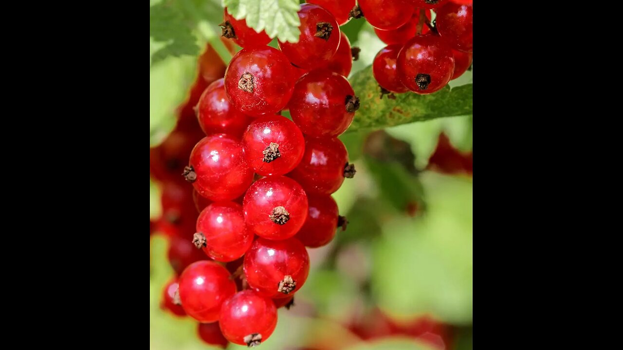 Health Benefits of Redcurrant