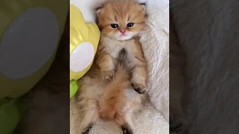 Beautiful Kitten #funny #cats #kitten #kittycat #viral #viralvideo