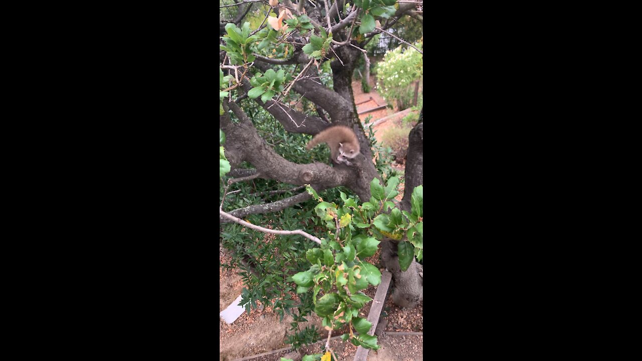 Super rare blonde raccoon and siblings sighting