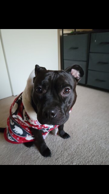 Staffies are the CUTEST Dogs!