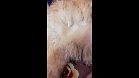 #Catslover