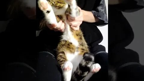 Dancing Cat #shorts