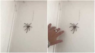 Homem tenta brincar com aranha e leva susto