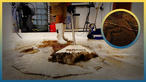 Stained, Burnt And Covered In Worms ! Carpet Cleaning Satisfying ASMR