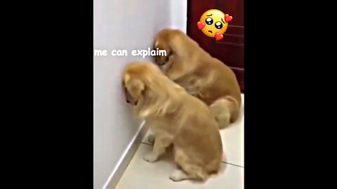 Funny guilty dogs