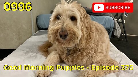 [0996] GOOD MORNING PUPPIES - EPISODE 375 [#dogs #doggos #doggos #puppies #dogdaycare]