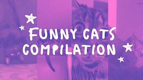 FUNNY CAT COMPILATION #1 | These videos WILL make you LAUGH!