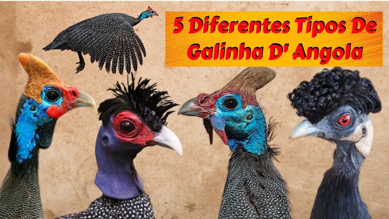 5 Galinhas D' Angola Que Você Nunca Ouviu Falar!