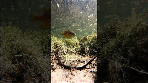 A look at a fish bed