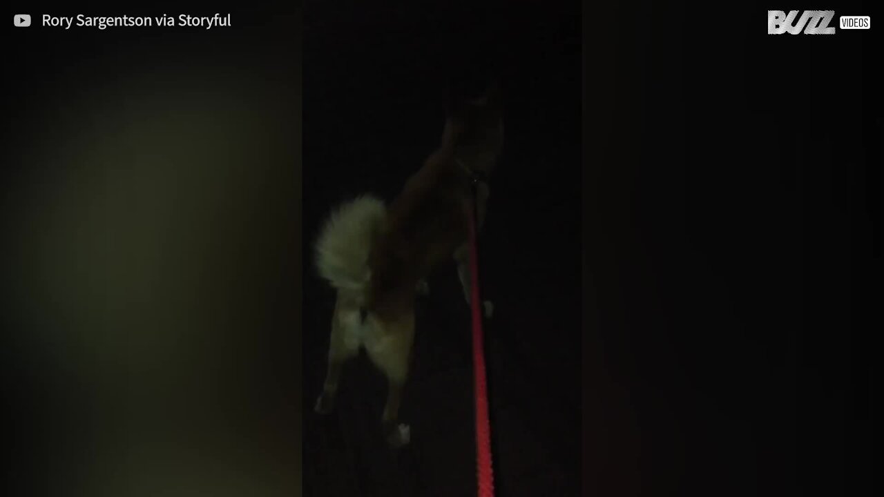 Se incontrate una cicala, non toccatela!