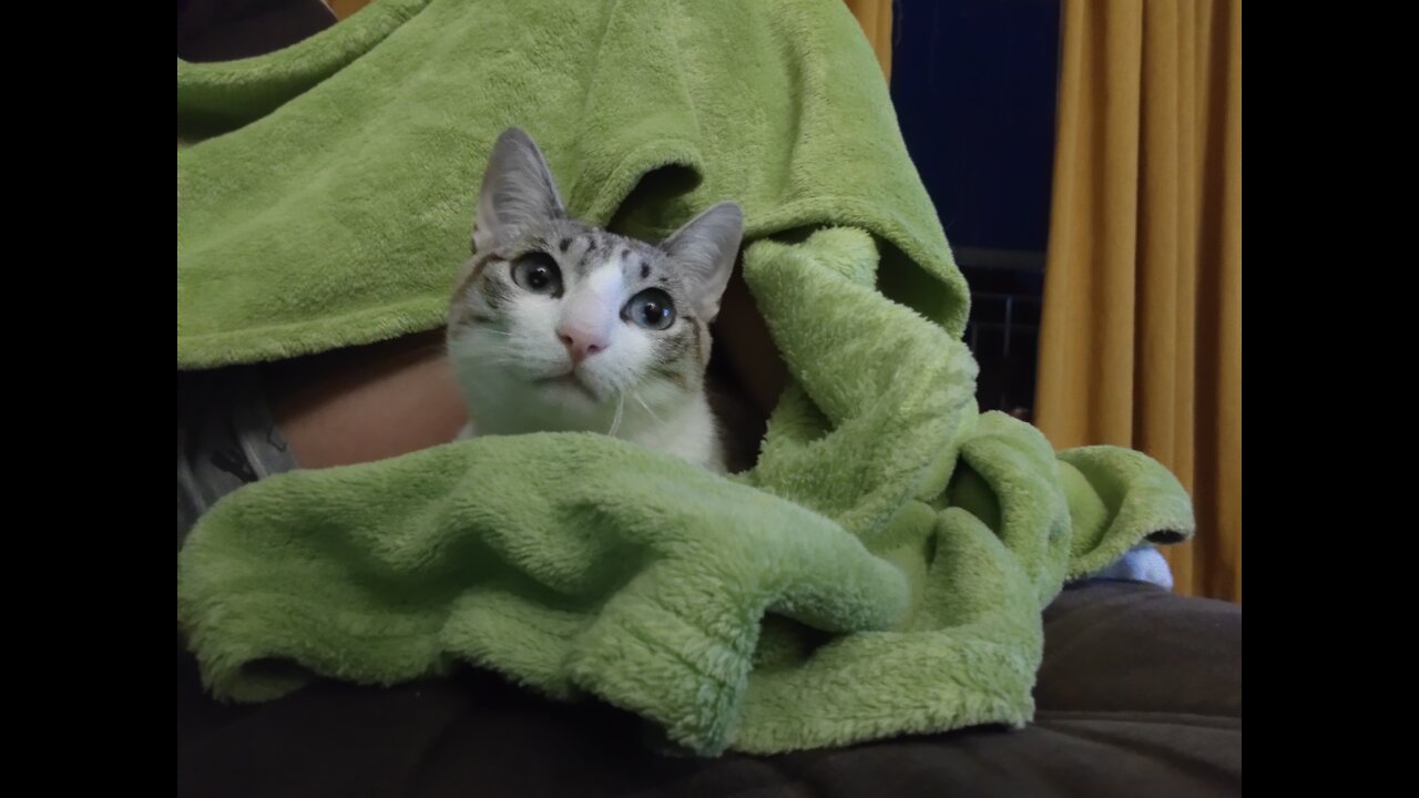 Miau miau miau