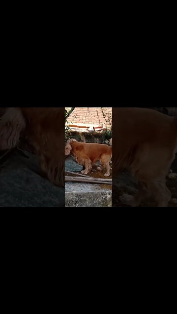 dogshow golden , shorts