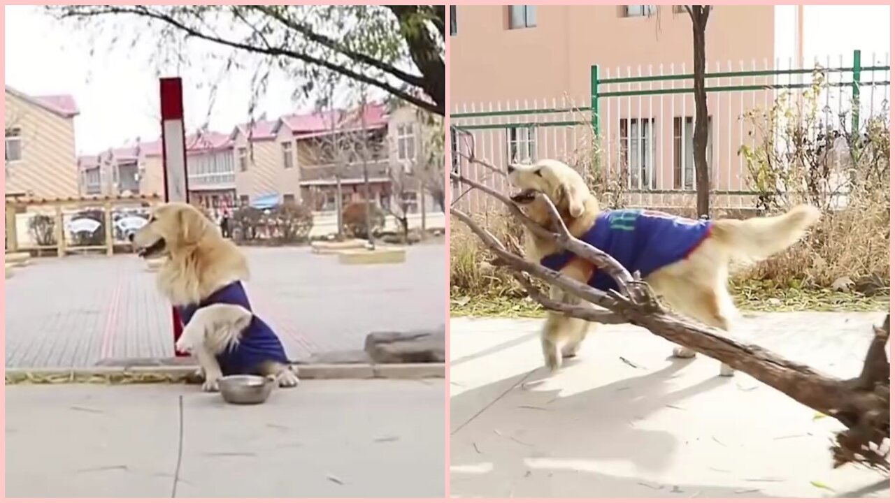 Smart dog in this video. The dog is having a lot of fun in this video