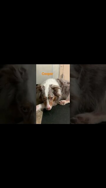 [Shorts 0073] COOPER [#dogs #doggos #doggies #puppies #dogdaycare]