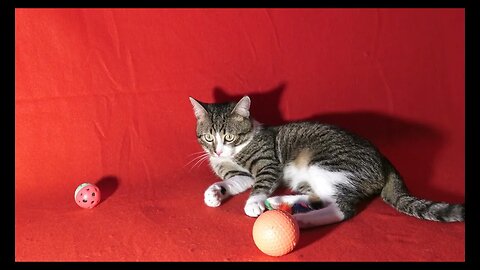 Sweet Red Nosed Cat