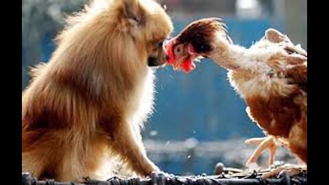 Chicken VS Dog Fight - Funny Dog Fight Videos