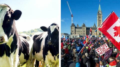 On Cows and Canadians